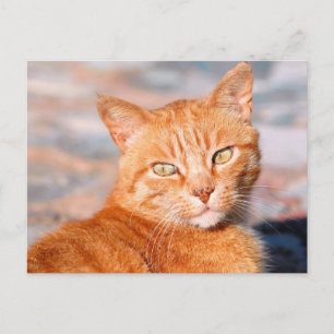 Portrait red cat postcard