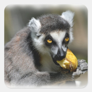 Portrait ring-tailed lemur eating a banana square sticker