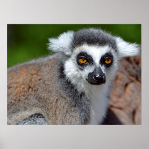 Portrait ring-tailed lemur poster