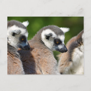 Portrait ring-tailed lemurs postcard