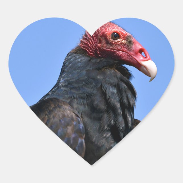 Portrait Turkey vulture Heart Sticker (Front)
