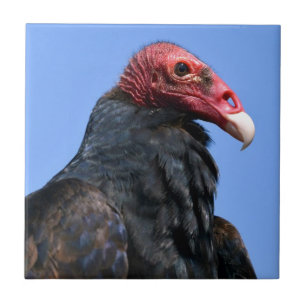 Portrait Turkey vulture Tile