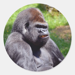 Portrait western lowland gorilla classic round sticker