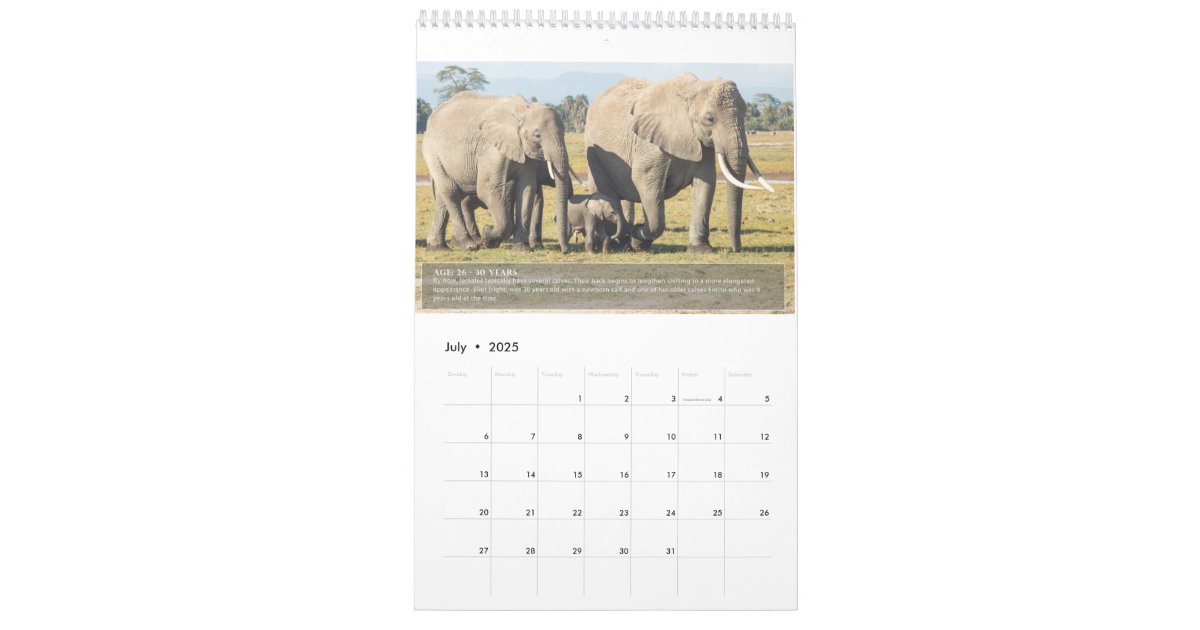 portraits-of-an-elephant-s-lifespan-calendar-zazzle-co-nz