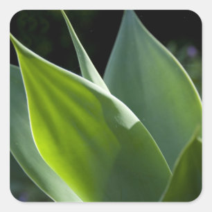 Portugal, Madeira Island, Funchal. Botanical Square Sticker