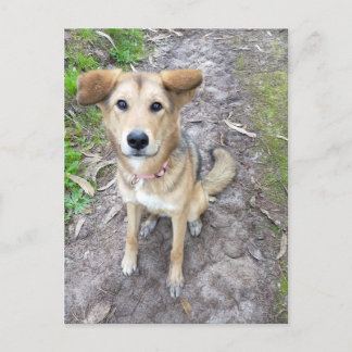 Portuguese Akita and German Shepherd mix Postcard