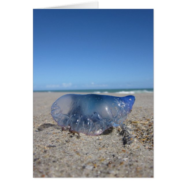 Portuguese Man o’ War (Front)