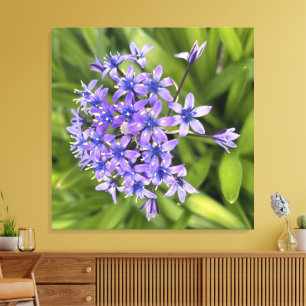 Portuguese Squill Flowers Closeup Nature Photo Canvas Print