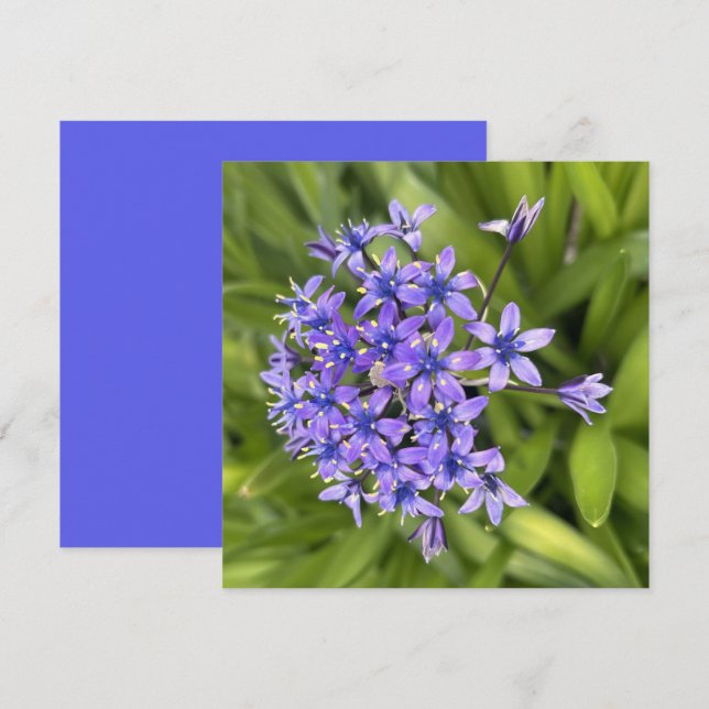 Portuguese Squill Flowers Closeup Nature Photo Card (Front/Back)