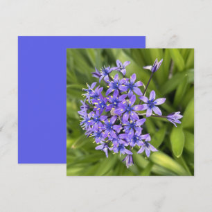 Portuguese Squill Flowers Closeup Nature Photo Card