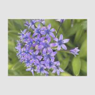 Portuguese Squill Flowers Closeup Nature Photo Tissue Paper
