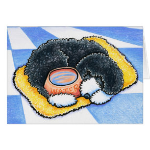 Portuguese Water Dog