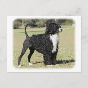 Portuguese Water Dog 9Y510D-145 Postcard