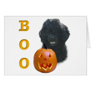 Portuguese Water Dog Boo
