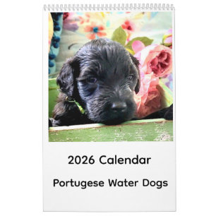 Portuguese Water Dog Calendar 2026