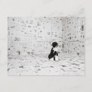 Portuguese Water Dog in room covered in Postcard