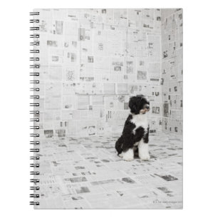 Portuguese Water Dog in room covered in Spiral Notebook