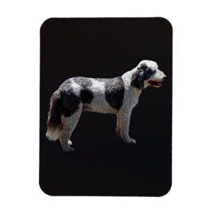 Portuguese Water Dog Magnet