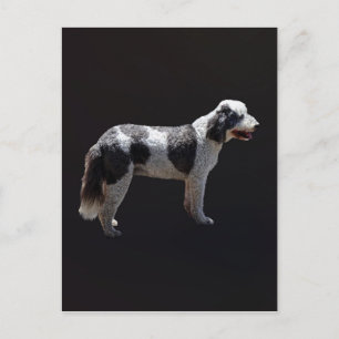 Portuguese Water Dog Postcard