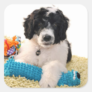 Portuguese Water Dog Puppy With Toys Square Sticker