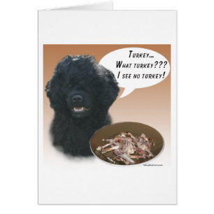 Portuguese Water Dog Turkey
