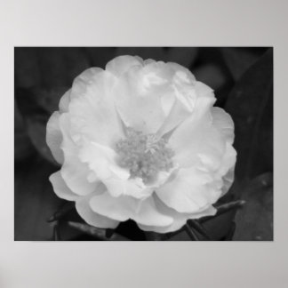 Portulaca Poster