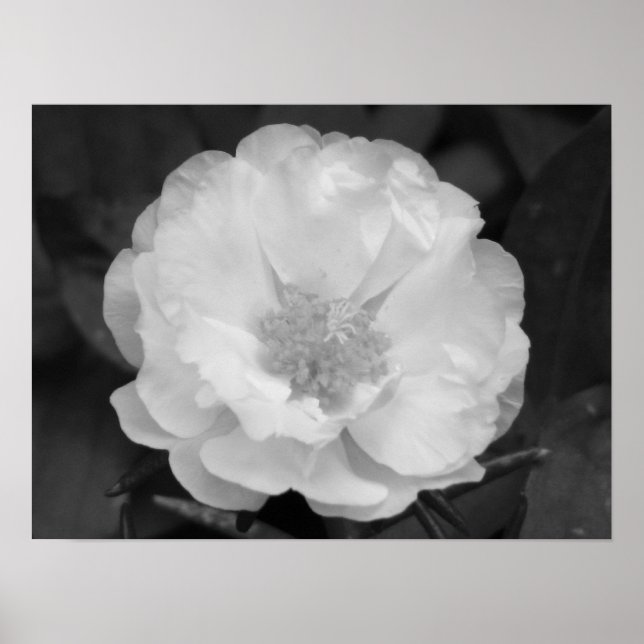 Portulaca Poster (Front)