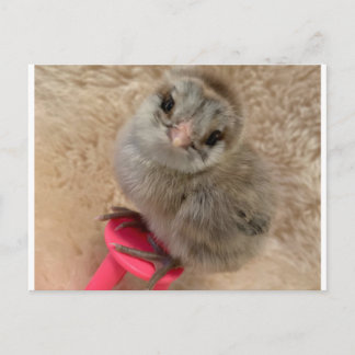 Pose like a Chicken Postcard