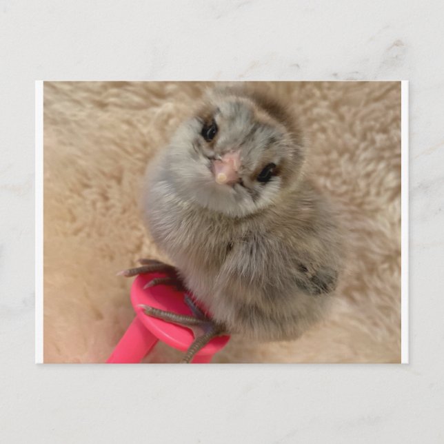Pose like a Chicken Postcard (Front)
