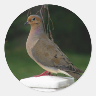 Posed Mourning Dove Classic Round Sticker