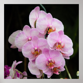 Posh Pink Orchids Poster
