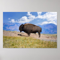 Posing Bison Bull, Hayden Valley, Yellowstone