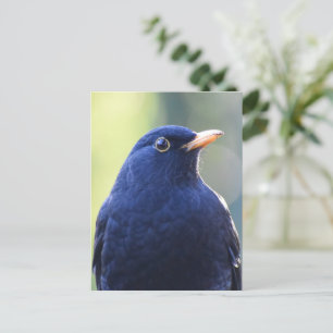 Posing Blackbird Postcard