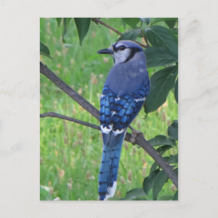 Posing Blue Jay Postcard