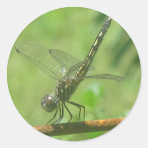 Posing Dragonfly Sticker