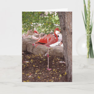 "Posing Flamingo" Thank You Card