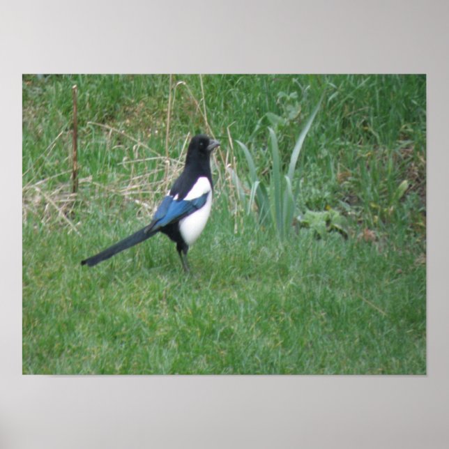 Posing Magpie Print (Front)