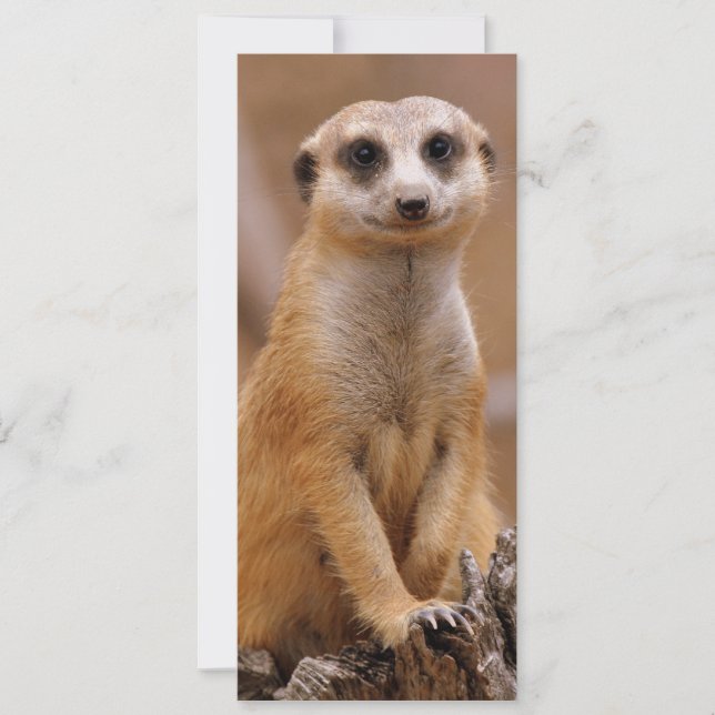 Posing Meerkat (Front)