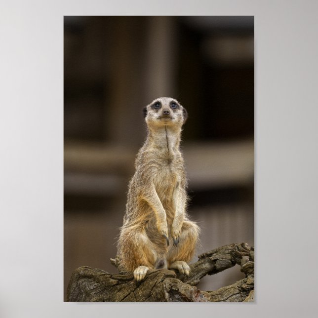 Posing Meerkat Poster (Front)