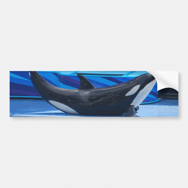 Posing Orca Bumper Sticker (Front)