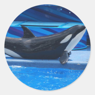 Posing Orca Stickers
