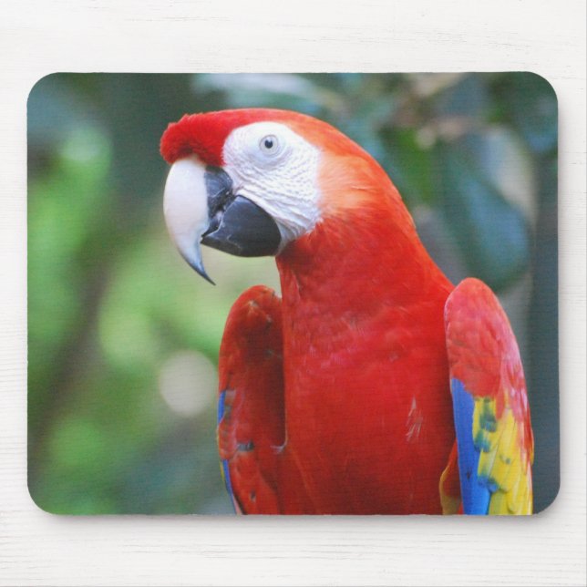 Posing Parrot Mouse Pad (Front)