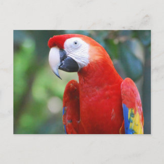 Posing Parrot Postcard