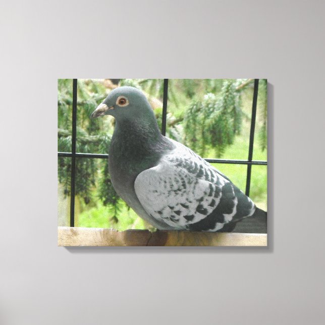 Posing Pigeon Canvas Print (Front)
