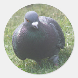 Posing Pigeon Sticker