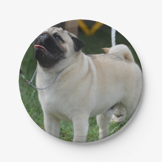 Posing Pug Paper Plate (Front)