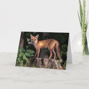 Posing Red Fox Card