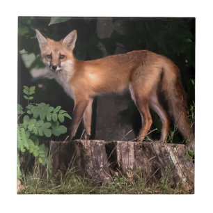 Posing Red Fox    Tile