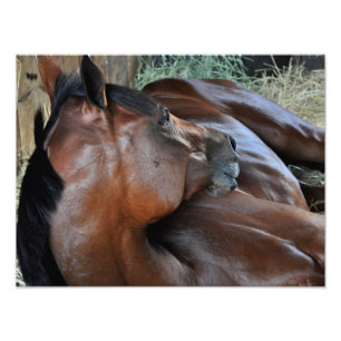 Positively Royal Photo Print