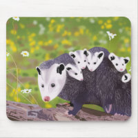 Possum family